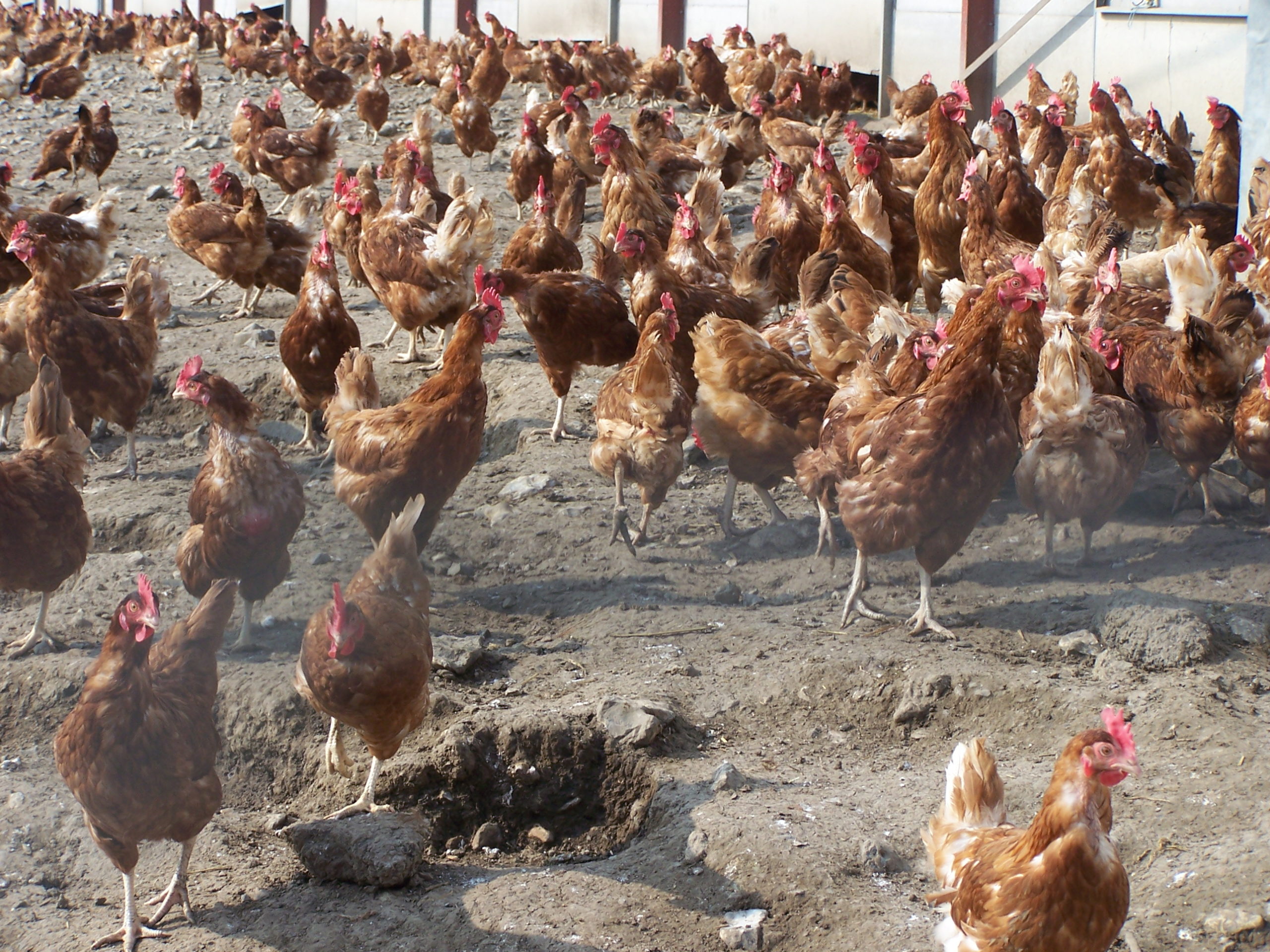 Influenza aviaire : levée des restrictions