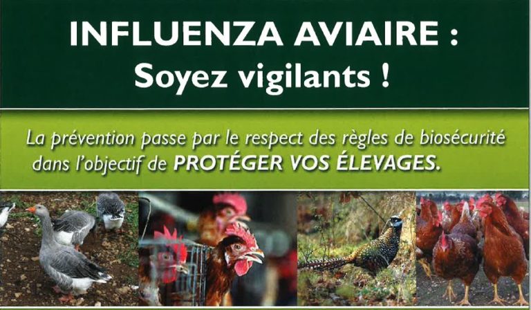Influenza Aviaire Hautement Pathogène : Soyez Vigilants !