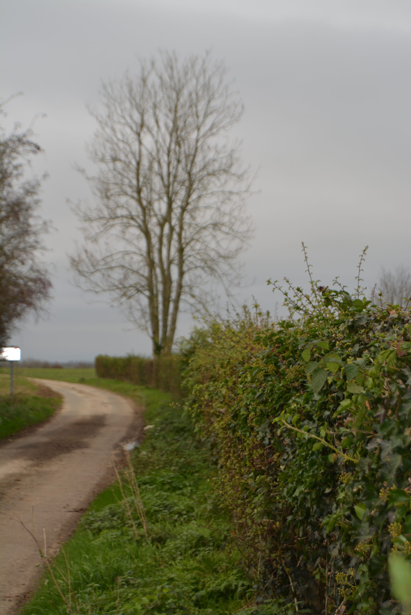 Taille des haies : dérogation demandée, mais refusée