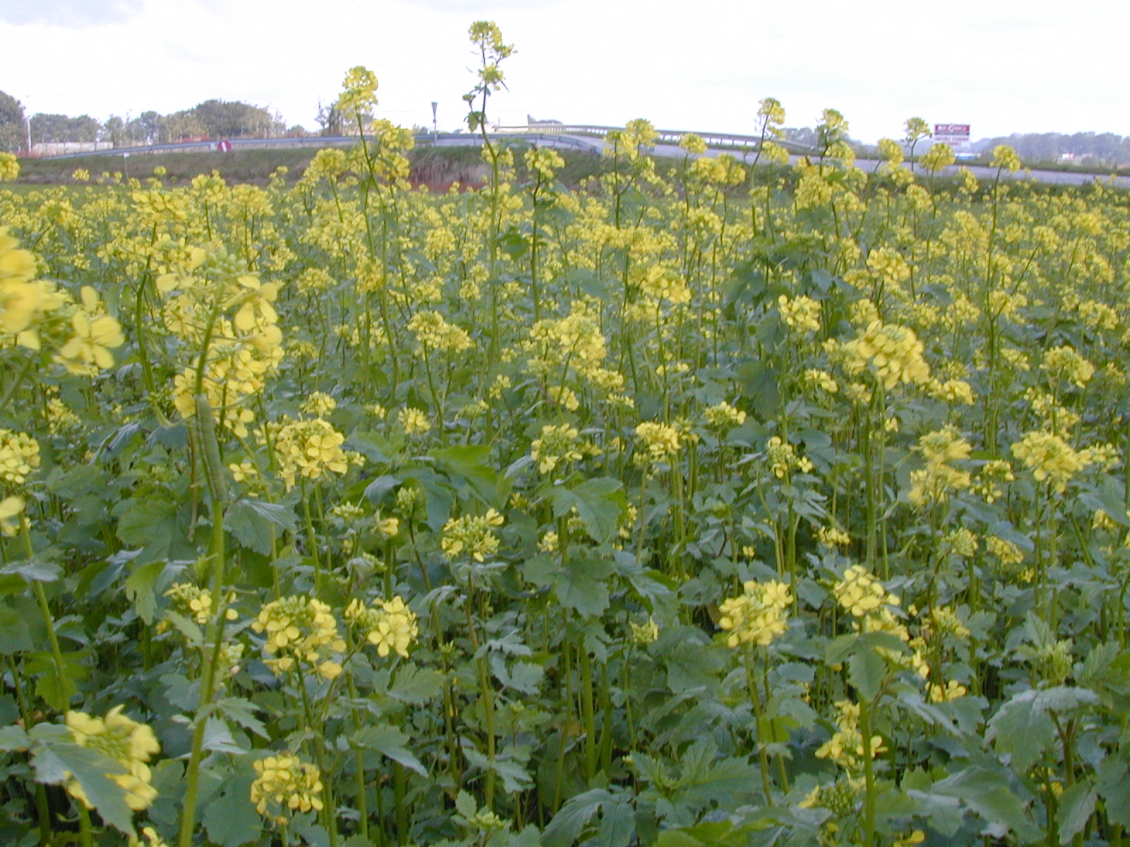 Directive Nitrates : la FNSEA 76 obtient un report de la date d’implantation des couverts et du calendrier d’épandage